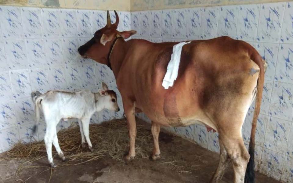 Doctors remove 52kg plastic from cow's stomach in Tamil Nadu